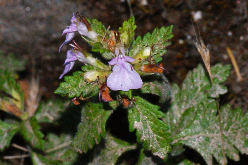 Teucrium chamaedrys